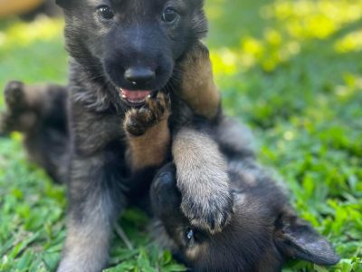 Purebred German Shepherd Puppies