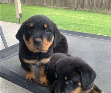 Pure Bred Rottweiler Puppies
