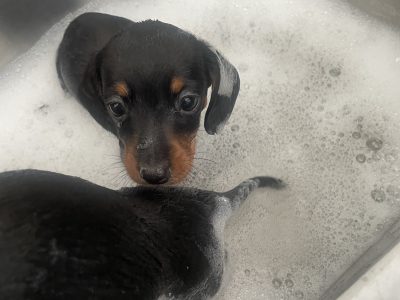 Mini Dachshund Puppies READY