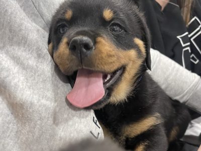ROTTWEILER PUPPIES FOR SALE & AVAILABLE TO VISIT