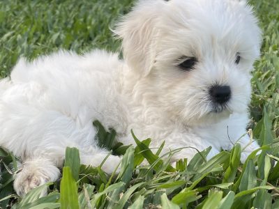 Gorgeous Maltese Shih Tzu Puppies