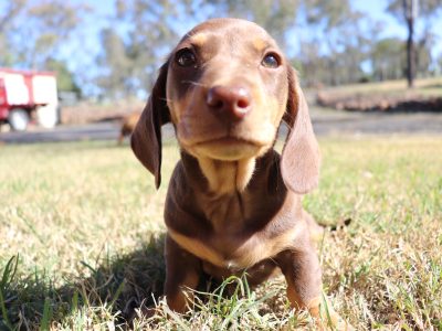 Mini dachshund puppy