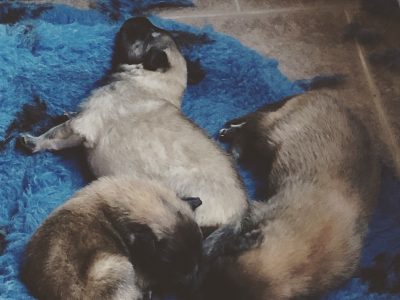 Belgian Shepherd Tervueren