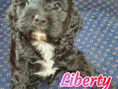 F1 toy cavoodle puppies READY NOW 12wks