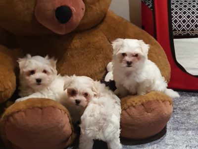 MALTESE PUREBRED PUPPIES