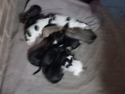 Belgian Shepard cross Swiss Shepard Pups