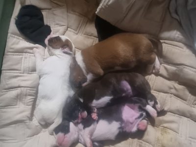 Bundles of love, loyalty, and affection