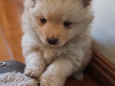 PURE BRED RAW FED POMERANIAN PUPS FOR SALE