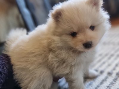 PURE BRED RAW FED POMERANIAN PUPS FOR SALE