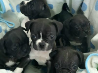 Puppies – pug x French bulldog