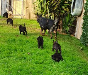 German Shepherd x Border Collie – Shollie Puppies