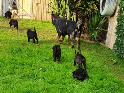 German Shepherd x Border Collie – Shollie Puppies