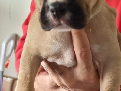 American staffy x neomastiff for sale
