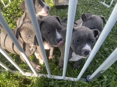 Pure Blue American Staffys