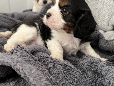 King Charles cavalier puppies