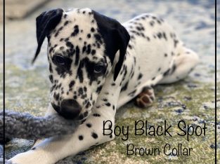 Purebred Dalmatian Puppies Black&Liver Spot