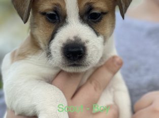 Jack Russell Puppies for Sale