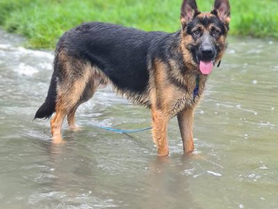 Pure German Shepherd Working or Pet
