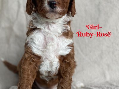 Spoodle – Warragul