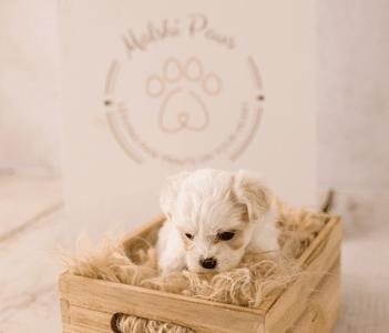 maltese x shihtzu puppies