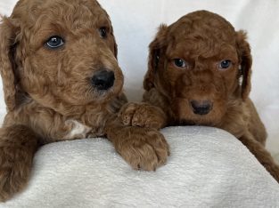 Excellent Groodle Puppies from DNA tested parents
