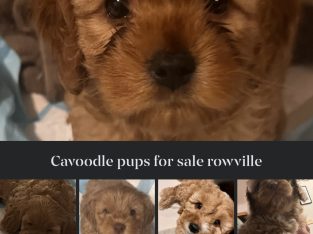 Cavoodle pups for sale rowville