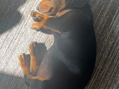 Purebred Miniture Dachshund For Sale