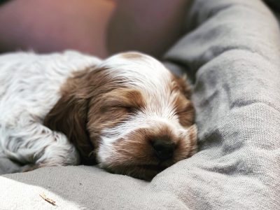 Purebred Cocker Spaniel Puppies