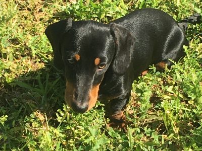 Miniature Smooth Dachshund Dappldak Tom