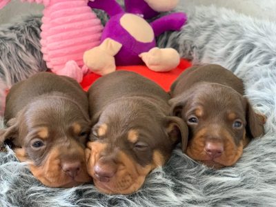 5 purebred Miniature Dachshunds chocolate and tan