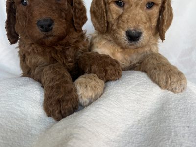 Excellent Groodle Puppies from DNA tested parents