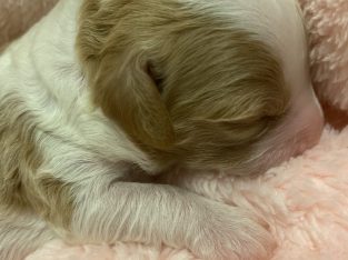 Toy Cavoodle/ Theodore Puppies