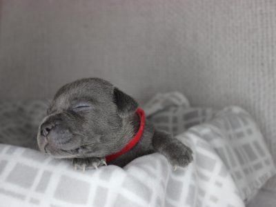 English Pure Breed Staffy