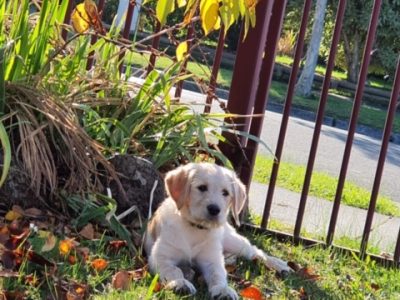 F1 Labradoodle Puppy 3mth Gold Female Toilet Train