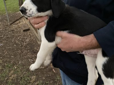 Border collie x Beagle