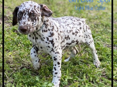 Purebred Dalmatian Puppies Black&Liver Spot
