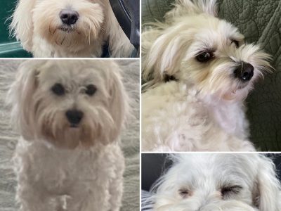 Gorgeous Maltese Shih Tzu & Silkese Puppies