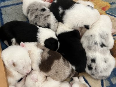 Purebred long haired border collie puppies