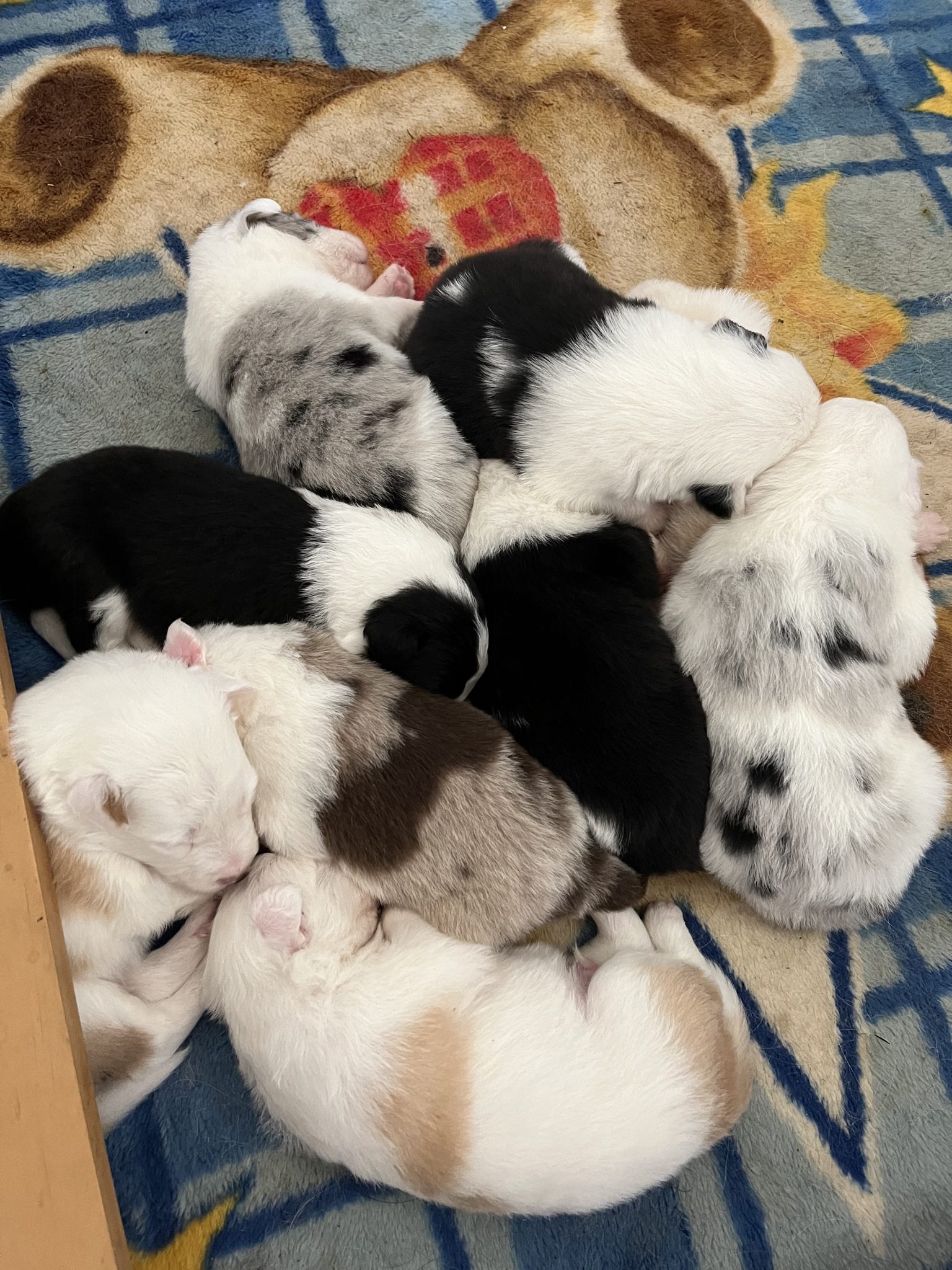 Purebred long haired border collie puppies