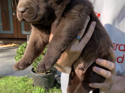 Pure Bred Chocolate Labrador Puppies