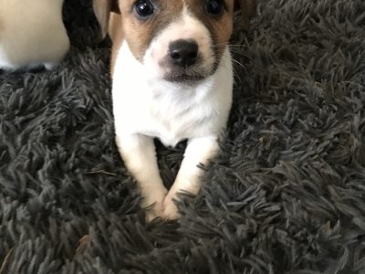 Jack Russell Puppies