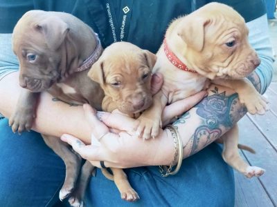 Red-Nose American Staffordshire Terrier