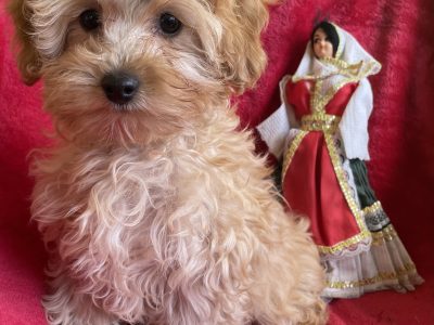 Sweetest Schnoodle Puppies