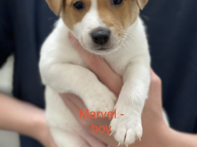 Jack Russell Puppies for Sale