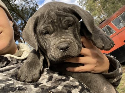 Blue Neapolitan Mastiffs