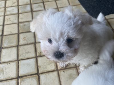 Gorgeous Malshi Puppies