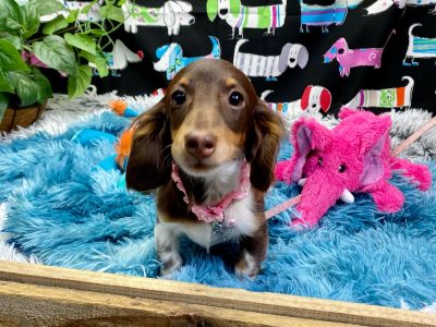 Beautiful Miniature Dachshunds RPBA 11672