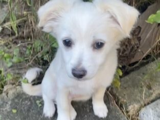 PRETTY Chihuahua boy puppy