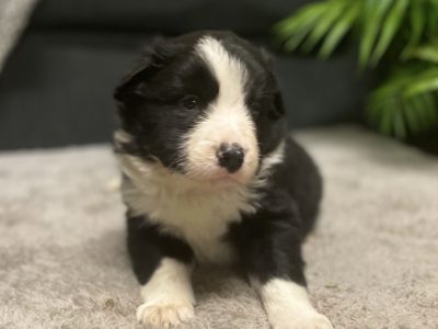 Purebred Black and White Border Collie puppies