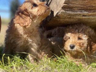 Cavoodle F2 Puppies 3 x Red Males